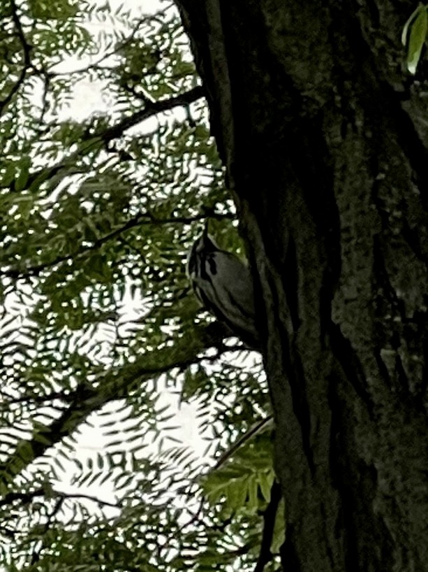 Black-and-white Warbler - ML453193011