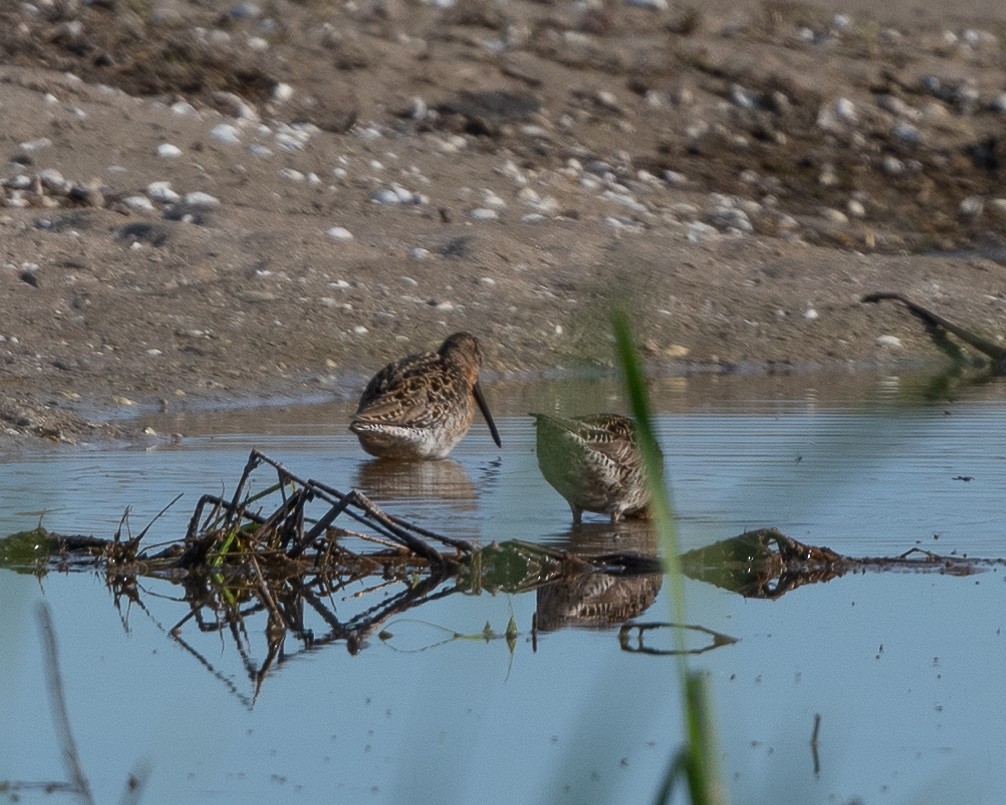 Short-billed Dowitcher (hendersoni) - Anthony Kaduck