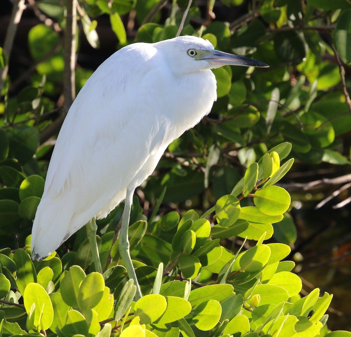 Little Blue Heron - ML45319351