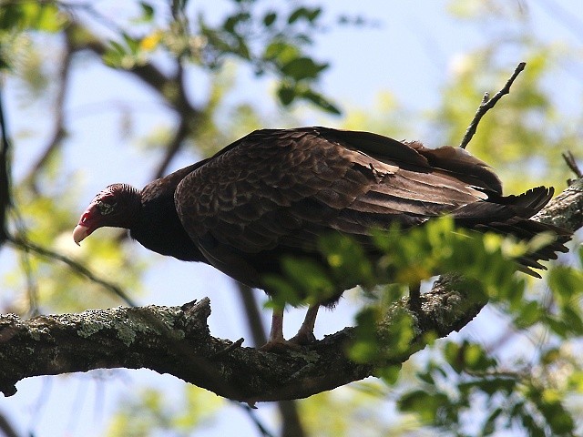 Turkey Vulture - ML453194141