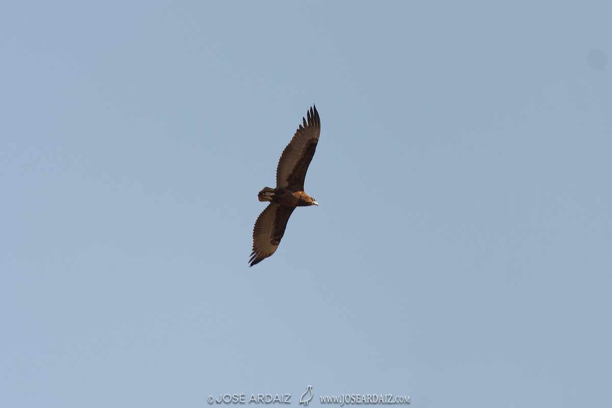 Bateleur - José Ardaiz Ganuza