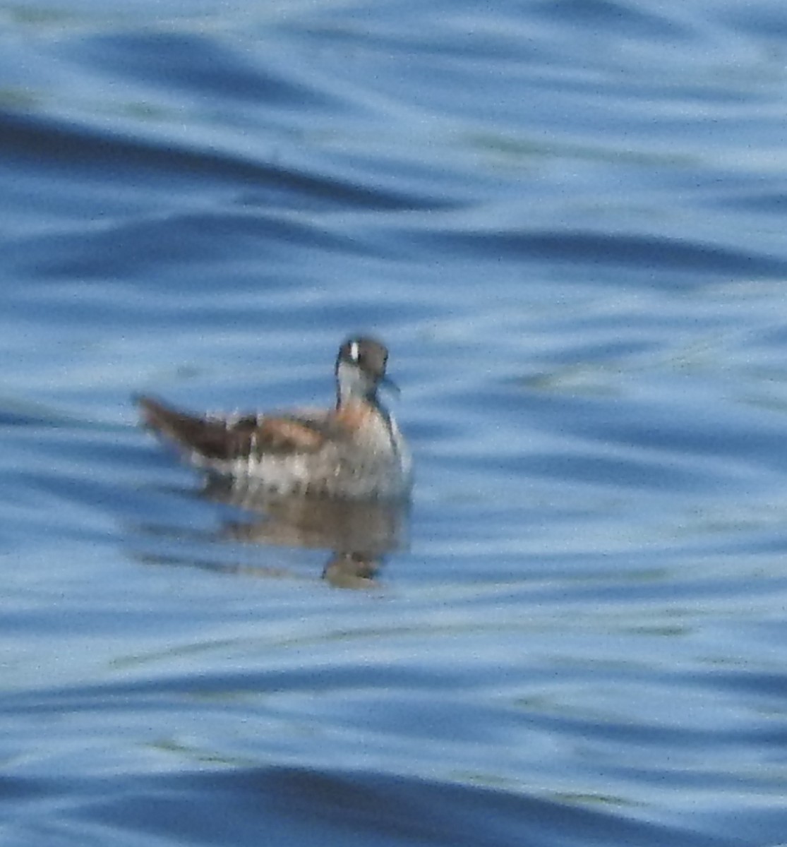 Red-necked Phalarope - ML453195691