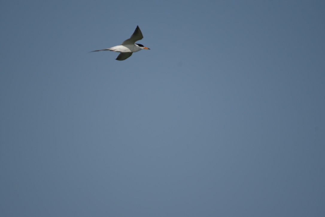 Forster's Tern - ML453196981