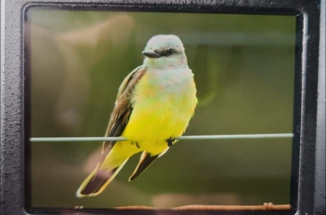 Western Kingbird - ML453199571