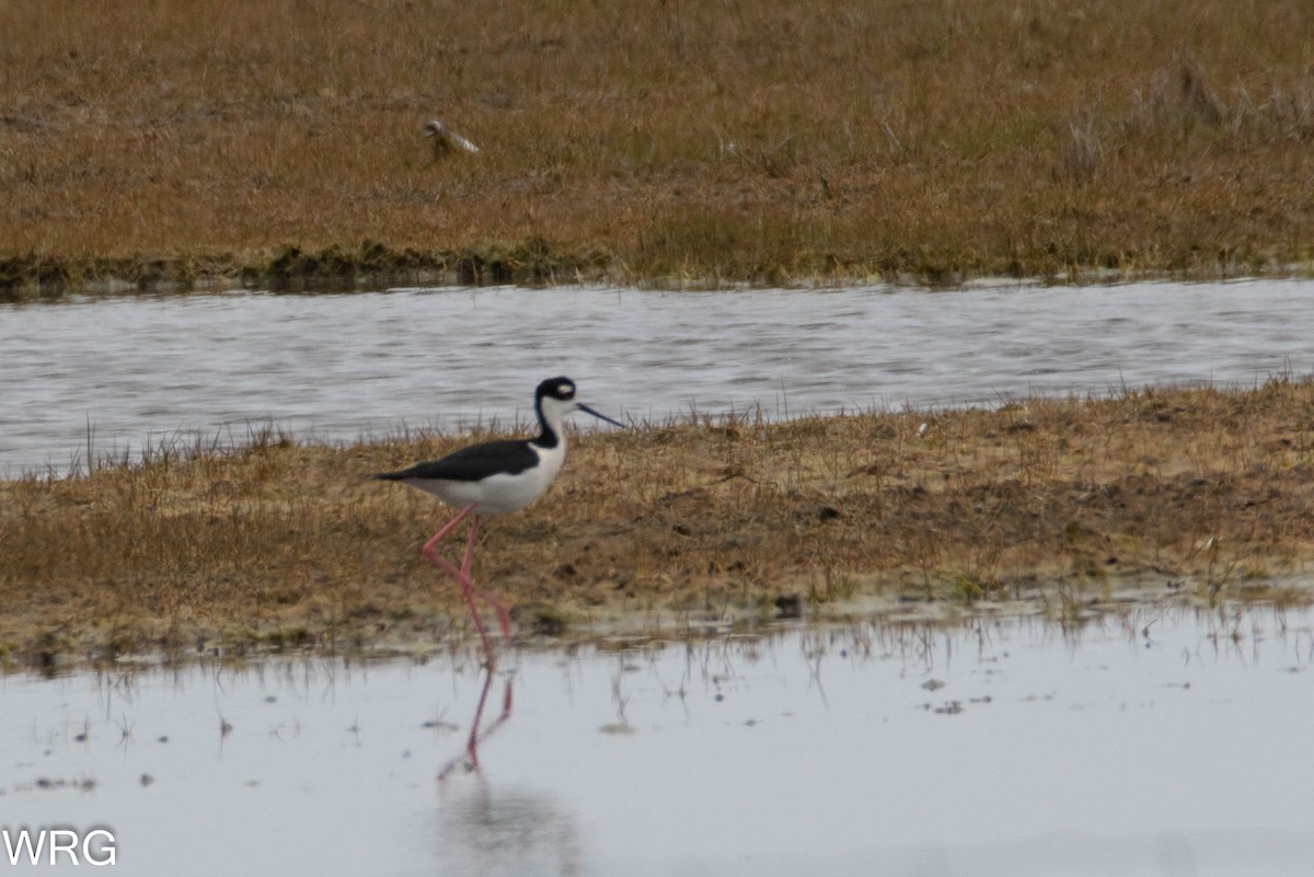 Black-necked Stilt - ML453199581