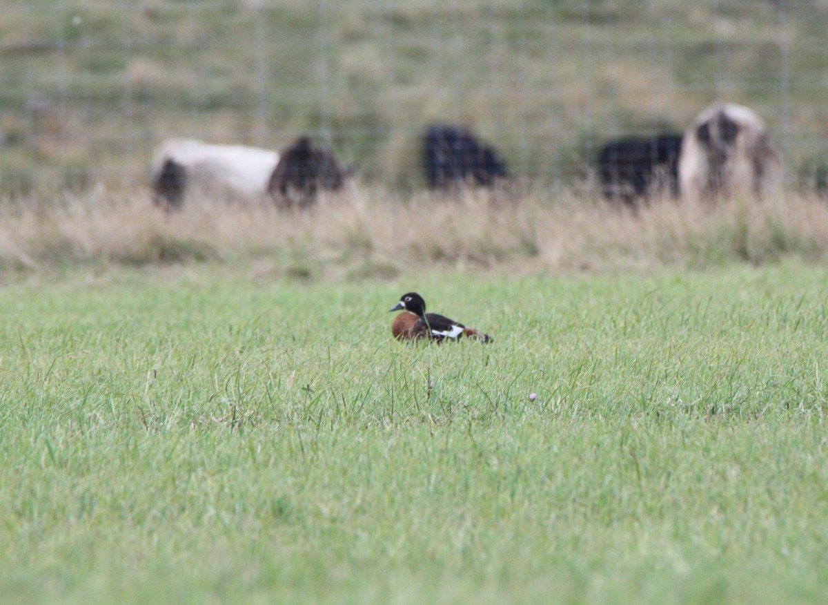 Australian Shelduck - ML453199711