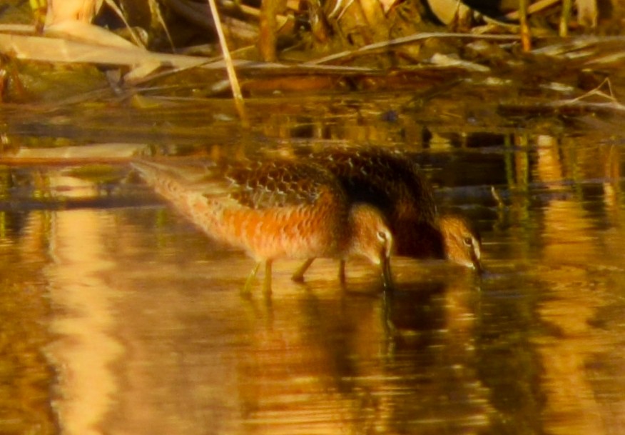 Long-billed Dowitcher - ML453199821