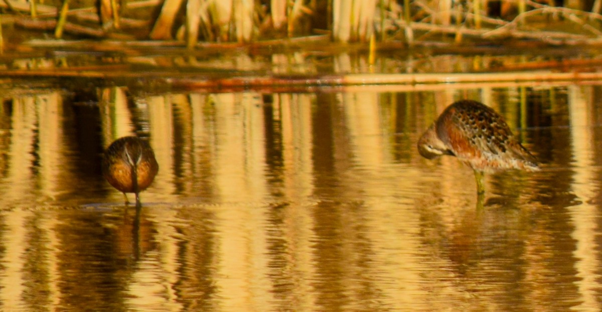 Long-billed Dowitcher - ML453199841