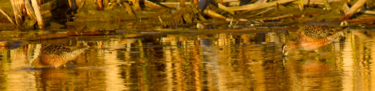 Long-billed Dowitcher - ML453199851