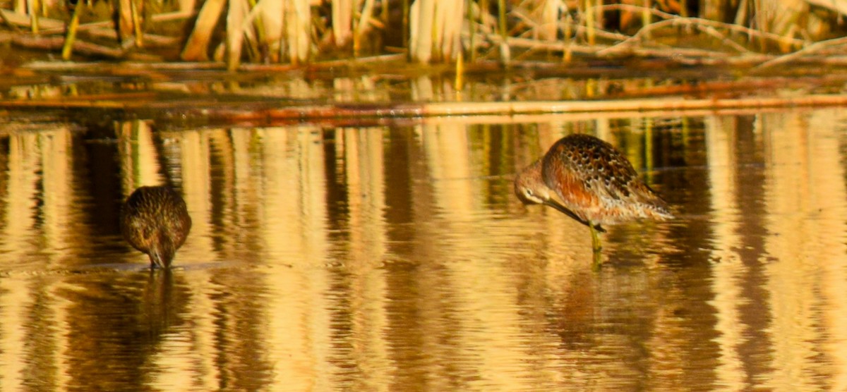Long-billed Dowitcher - ML453199871