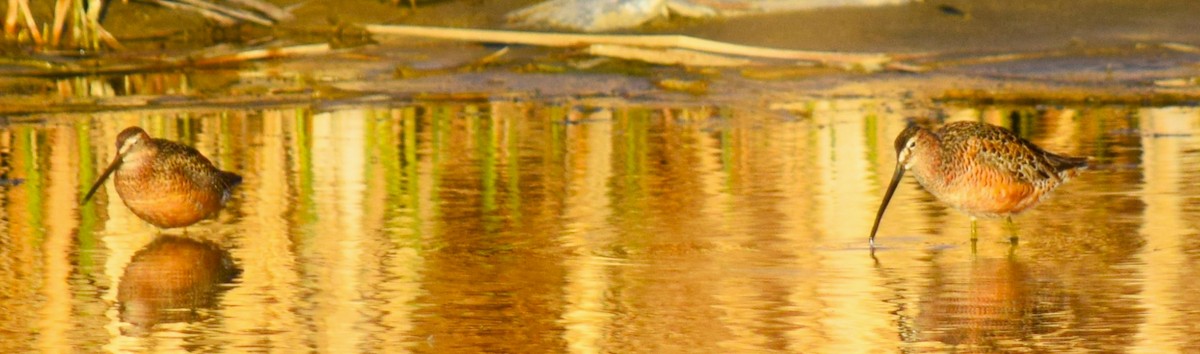 Long-billed Dowitcher - ML453199881