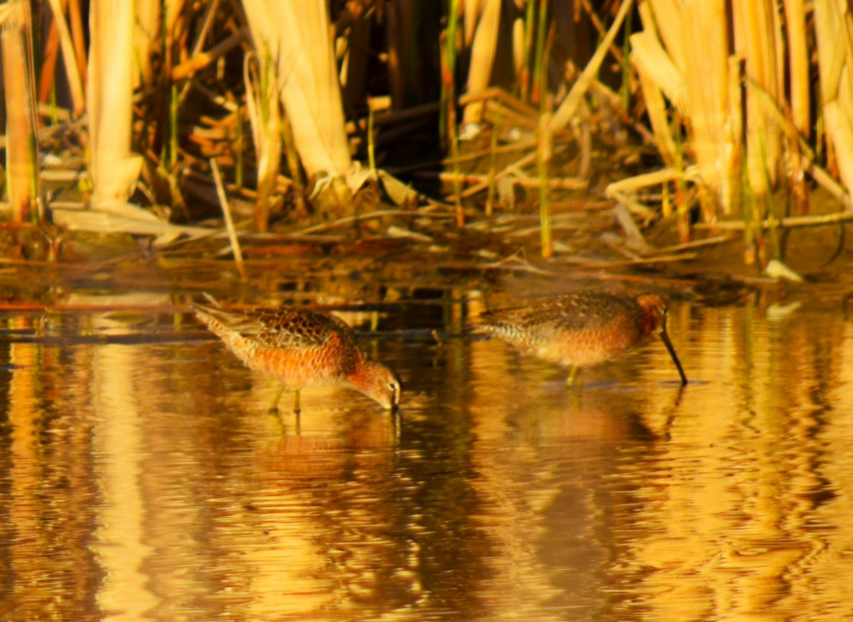 Long-billed Dowitcher - ML453199911