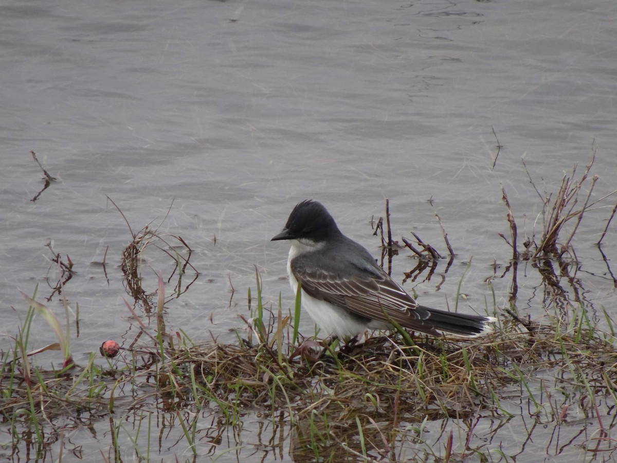 Eastern Kingbird - ML453200921