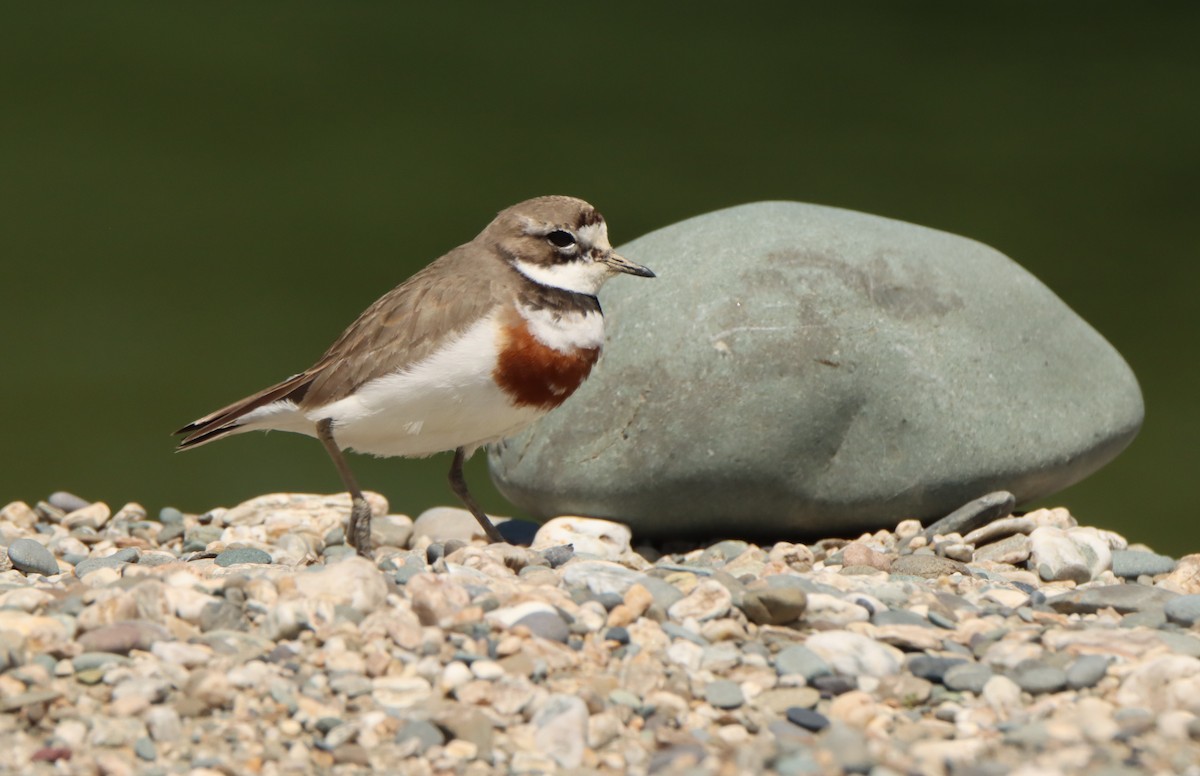 Double-banded Plover - ML453202081