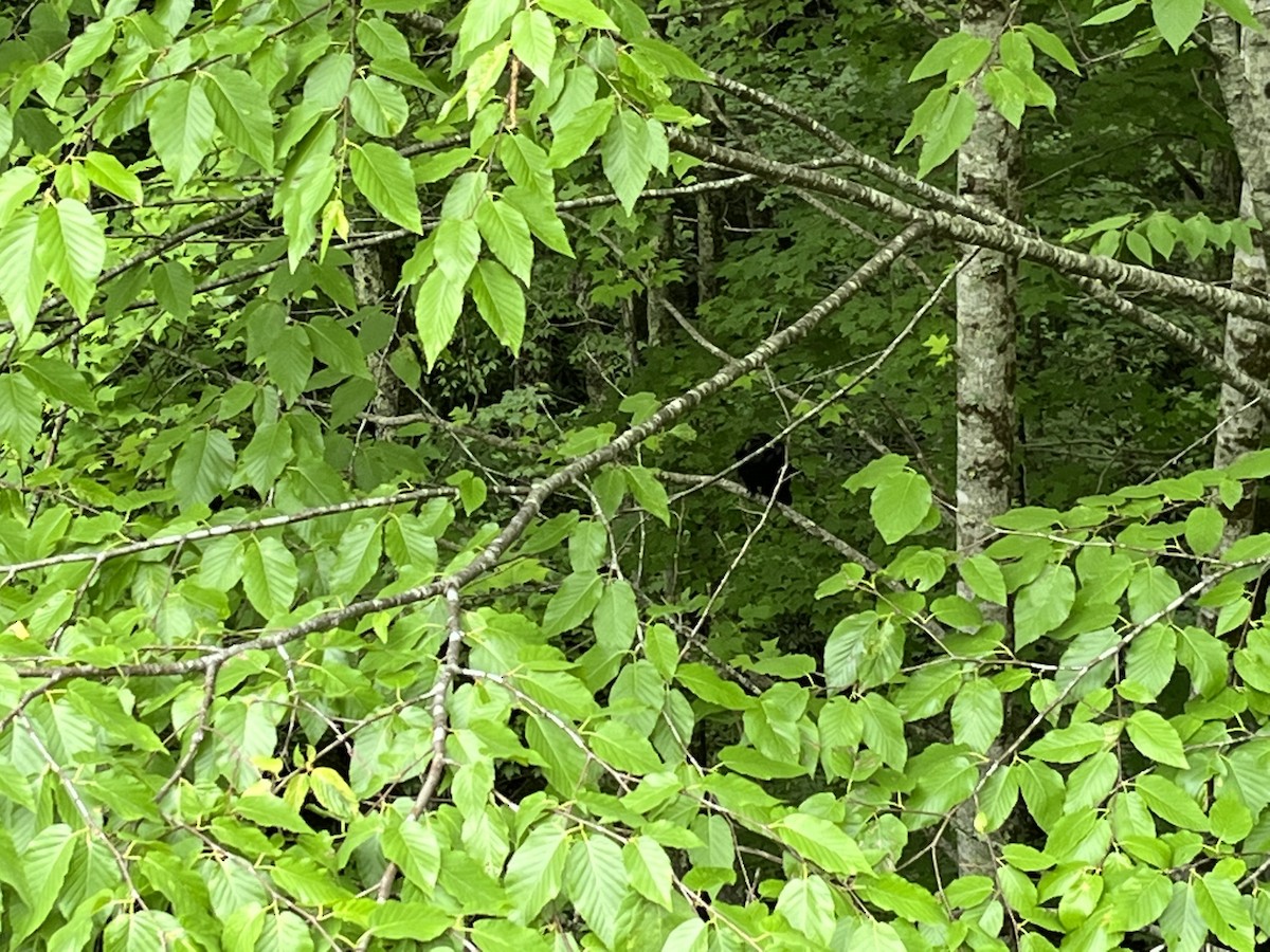 Common Raven - ML453202531