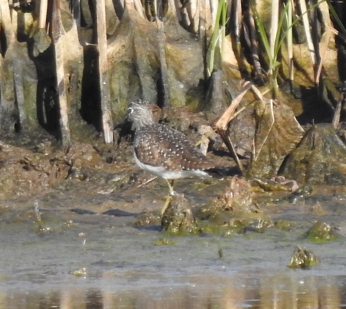 Solitary Sandpiper - ML453202771