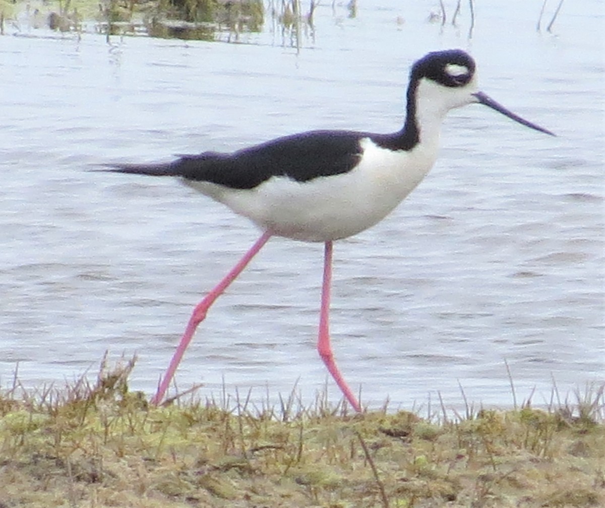 Cigüeñuela Cuellinegra - ML453204601