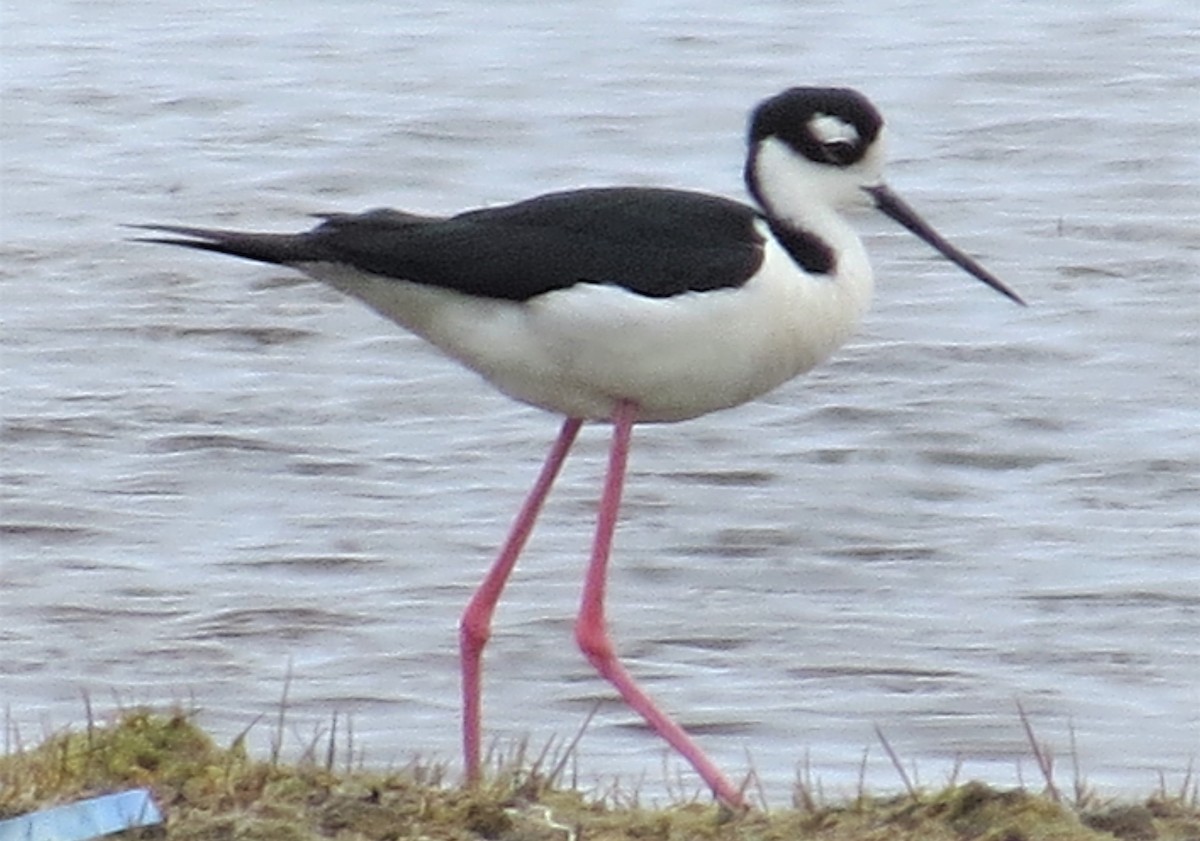 Cigüeñuela Cuellinegra - ML453204631