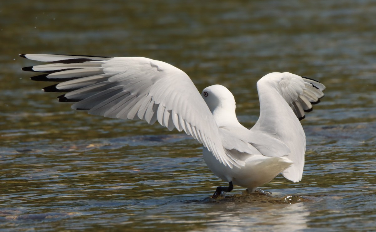 Mouette de Buller - ML453204771