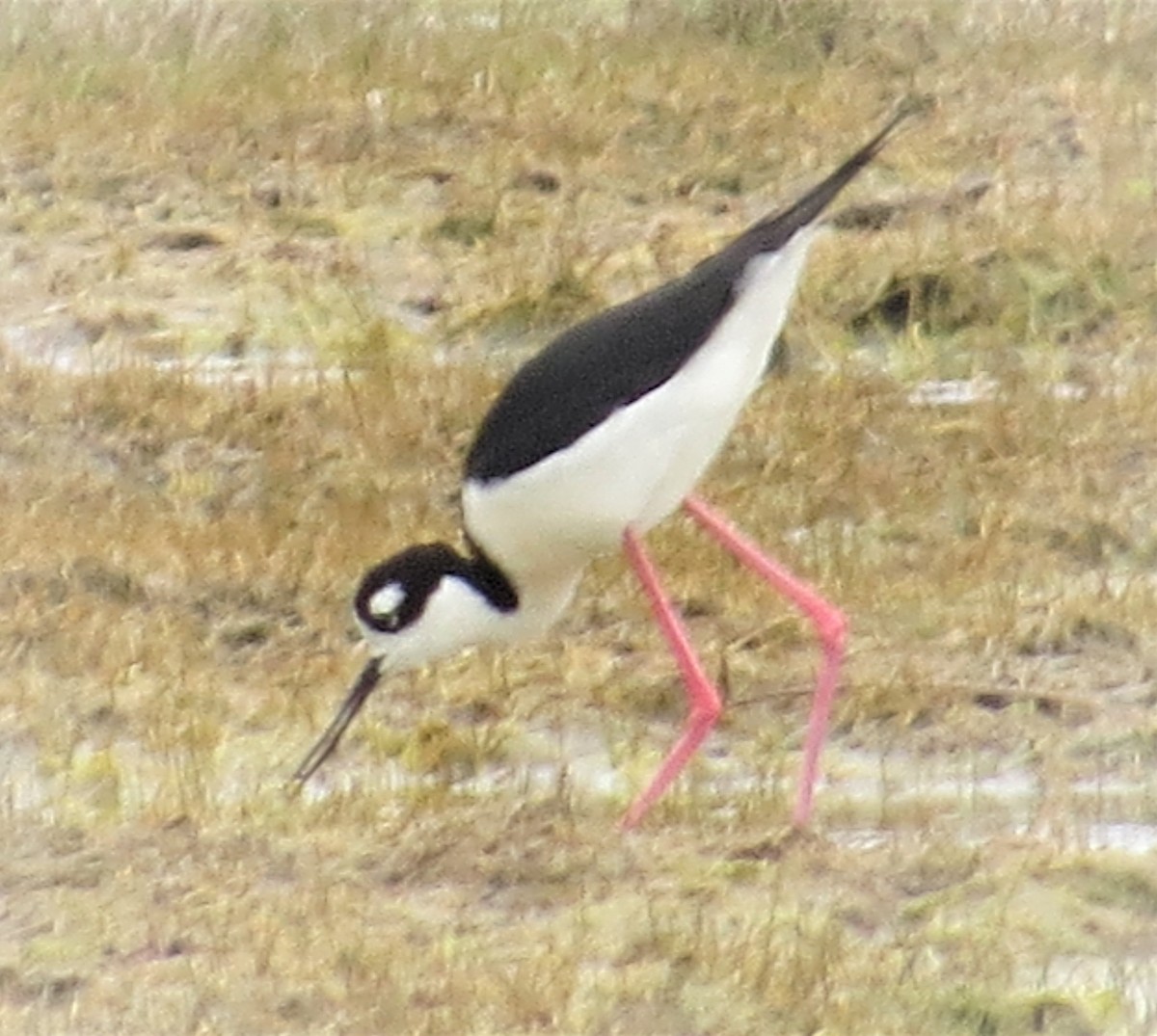 Cigüeñuela Cuellinegra - ML453205351