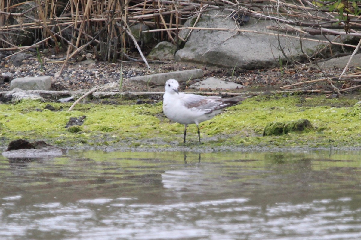 Mouette de Bonaparte - ML453205871