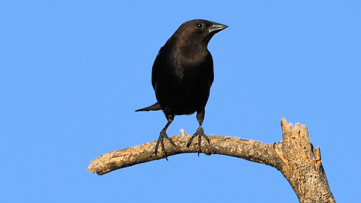 Brown-headed Cowbird - ML453206081