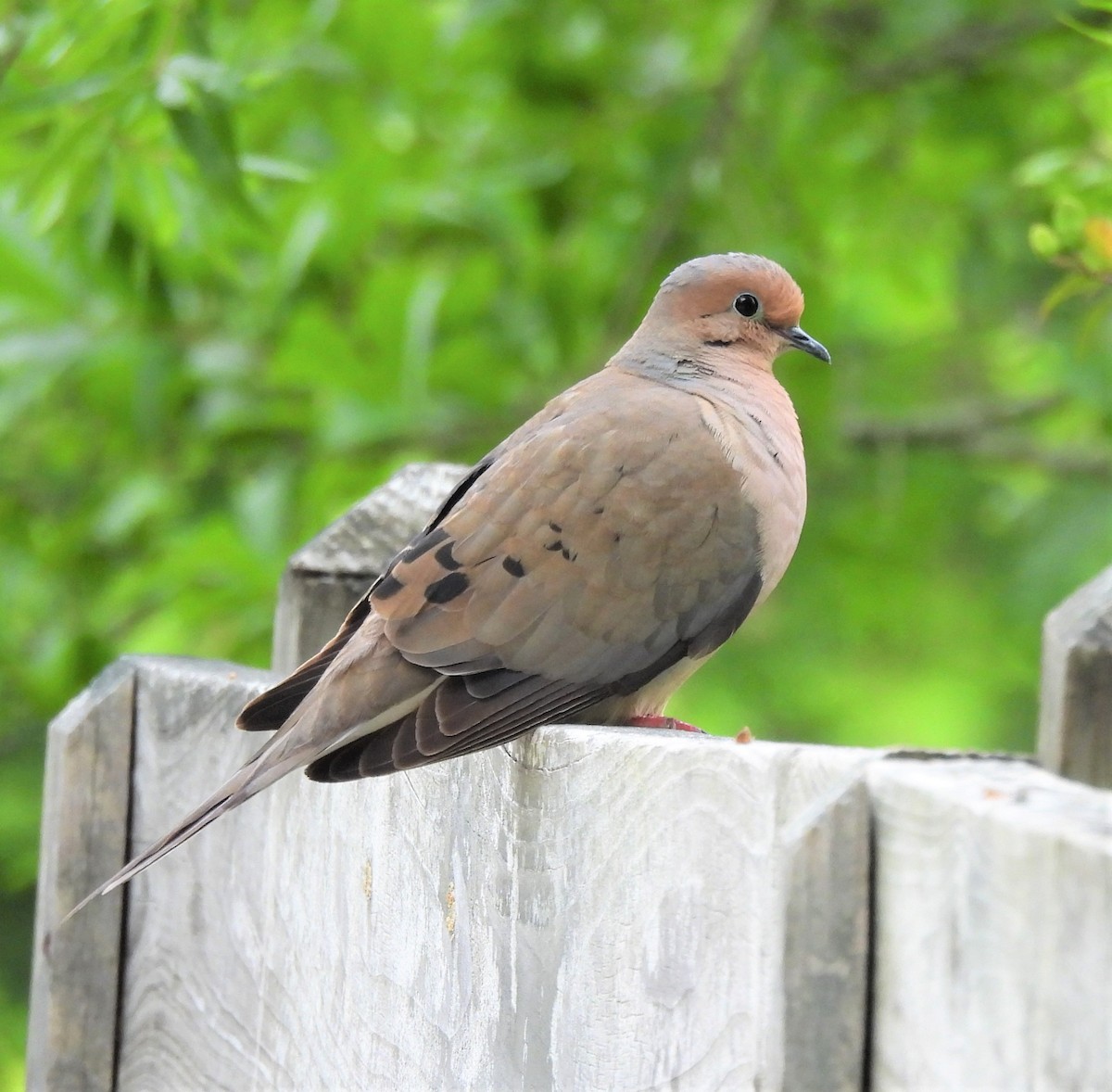 Mourning Dove - ML453208441