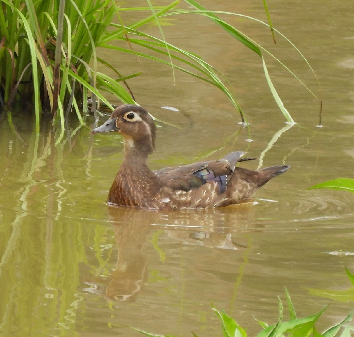 Wood Duck - ML453208491