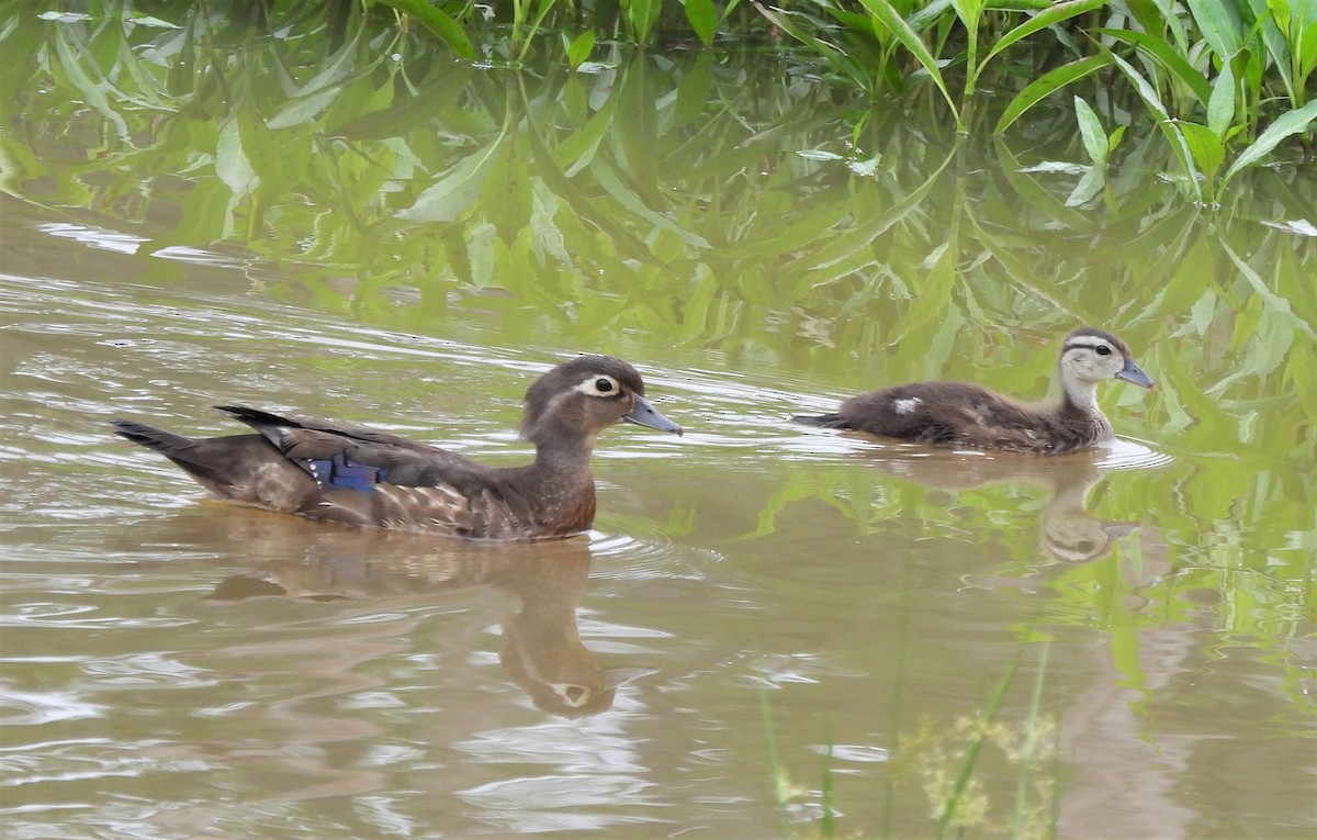 Wood Duck - ML453208511