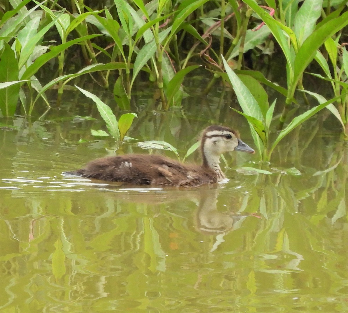 Wood Duck - ML453208531