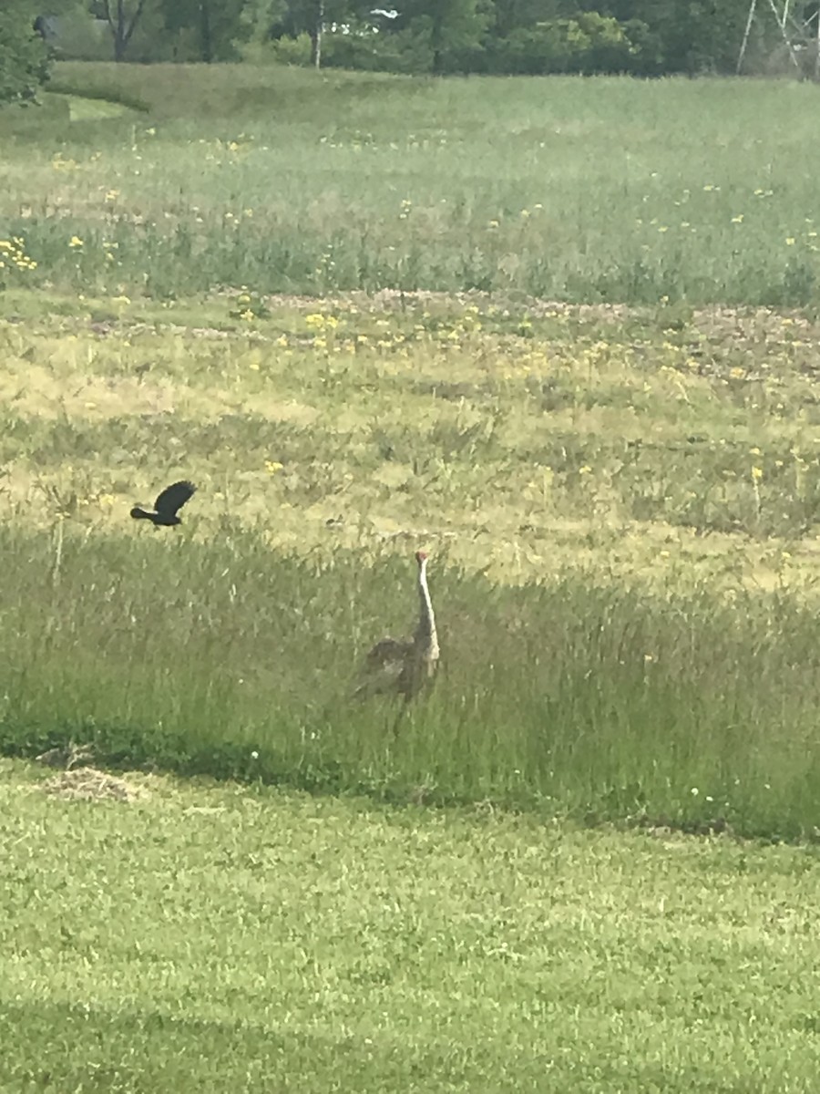 Sandhill Crane - ML453209181