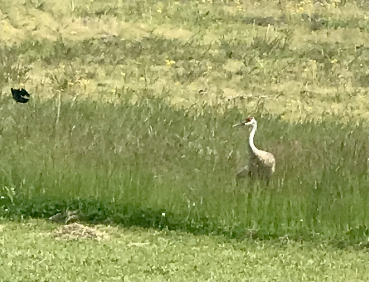 Sandhill Crane - ML453209331