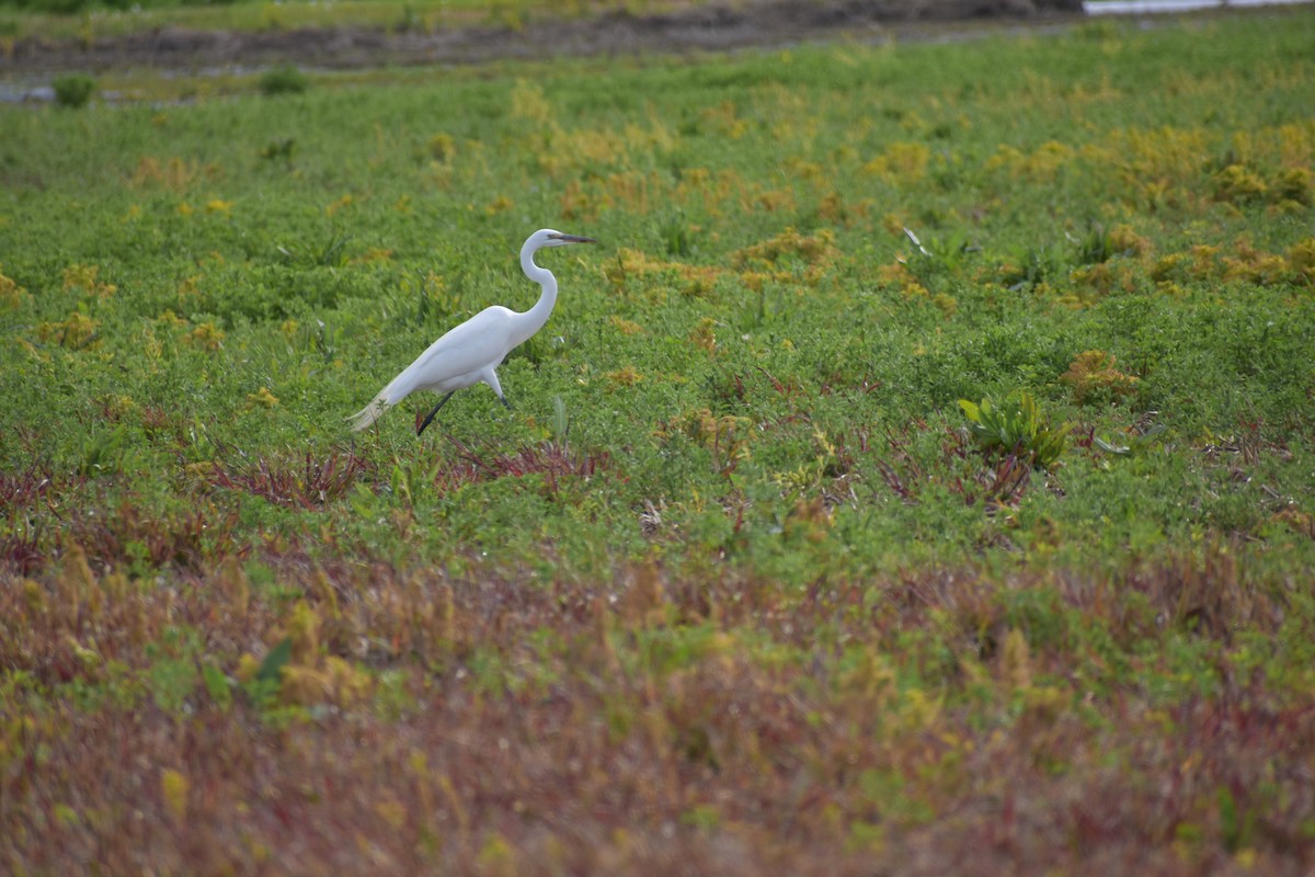 Great Egret - ML453209371