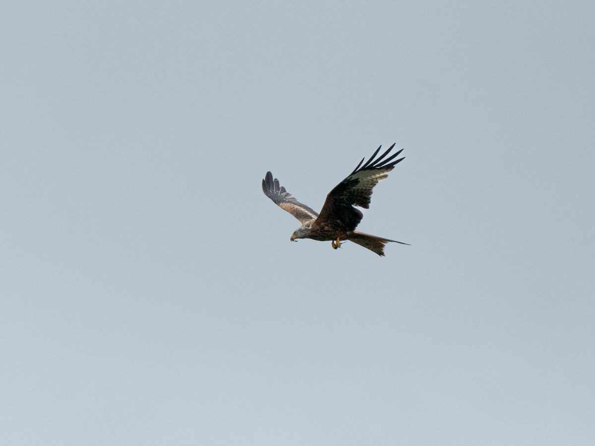 Red Kite - Andrej Bremer