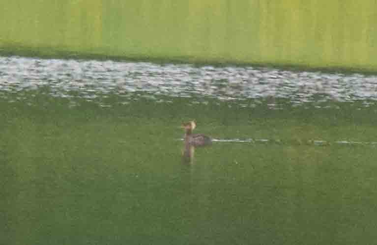 Hooded Merganser - ML453211061