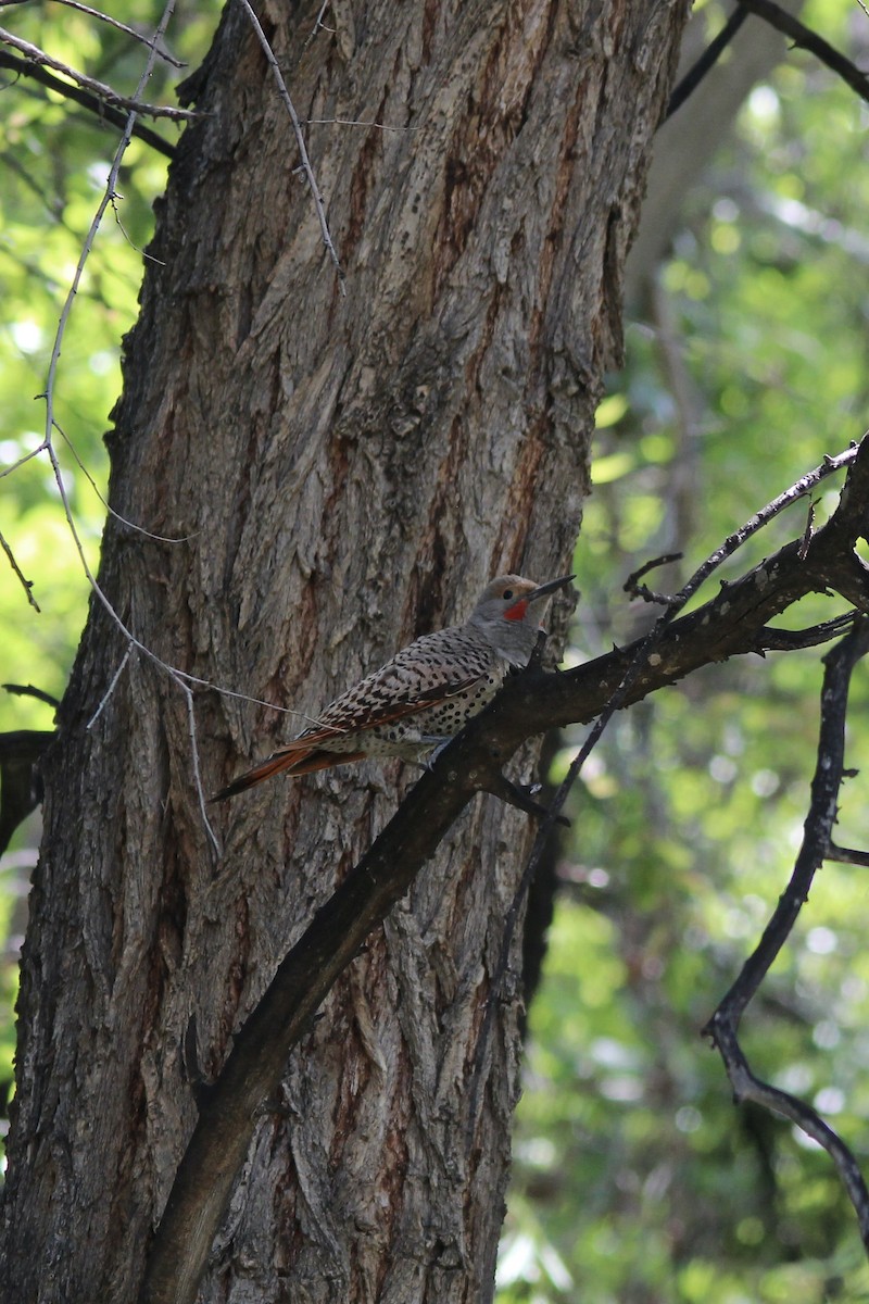 Northern Flicker (Red-shafted) - ML453211231