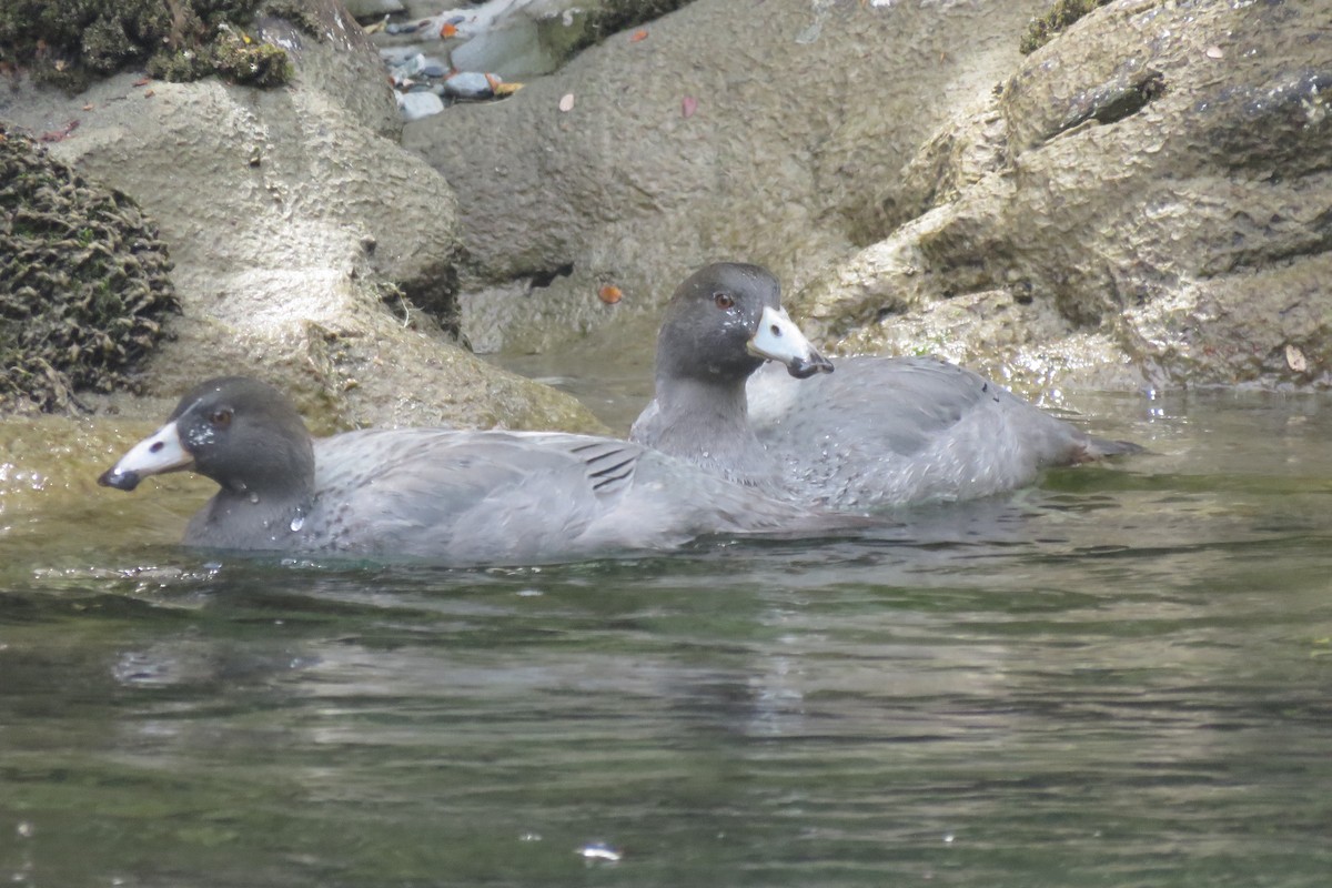 Blue Duck - ML45321151