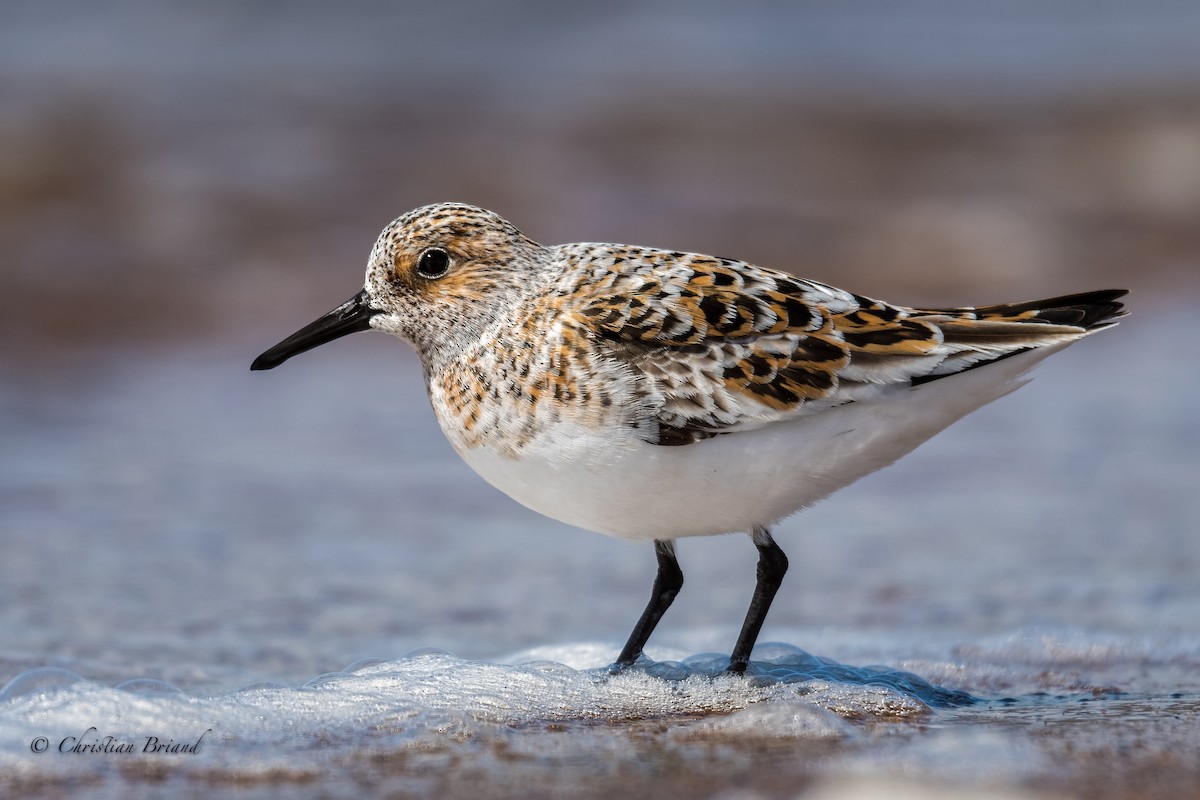 Sanderling - ML453212361