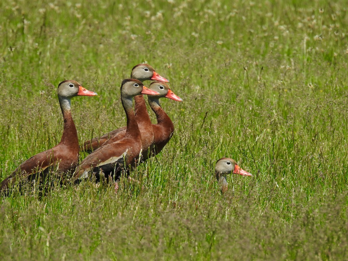 Black-bellied Whistling-Duck - ML453213301