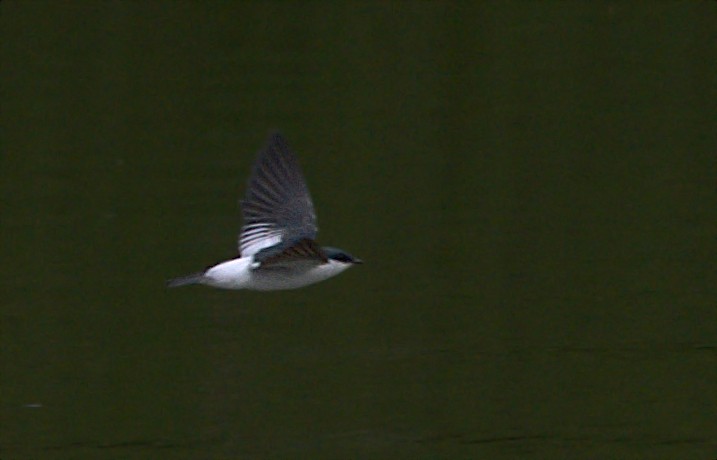 White-winged Swallow - ML453213421