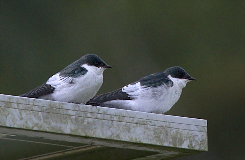 White-winged Swallow - ML453213441