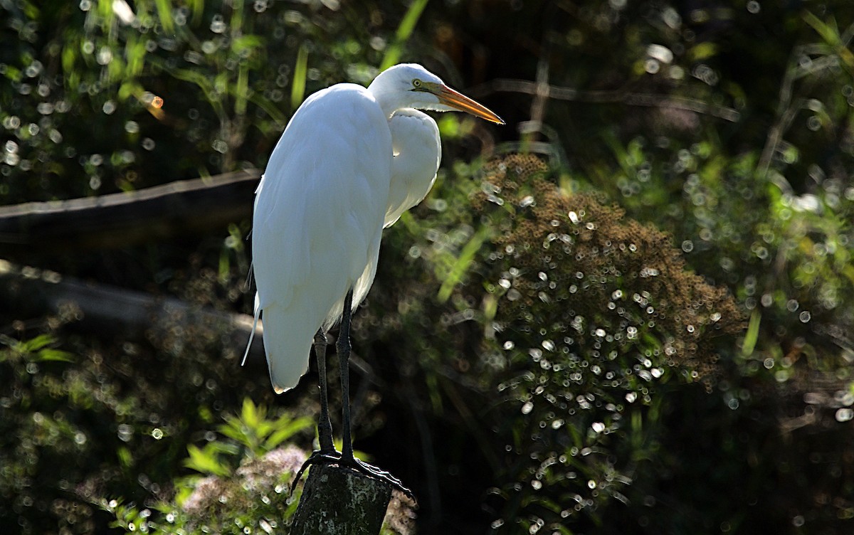 Great Egret - ML453213931