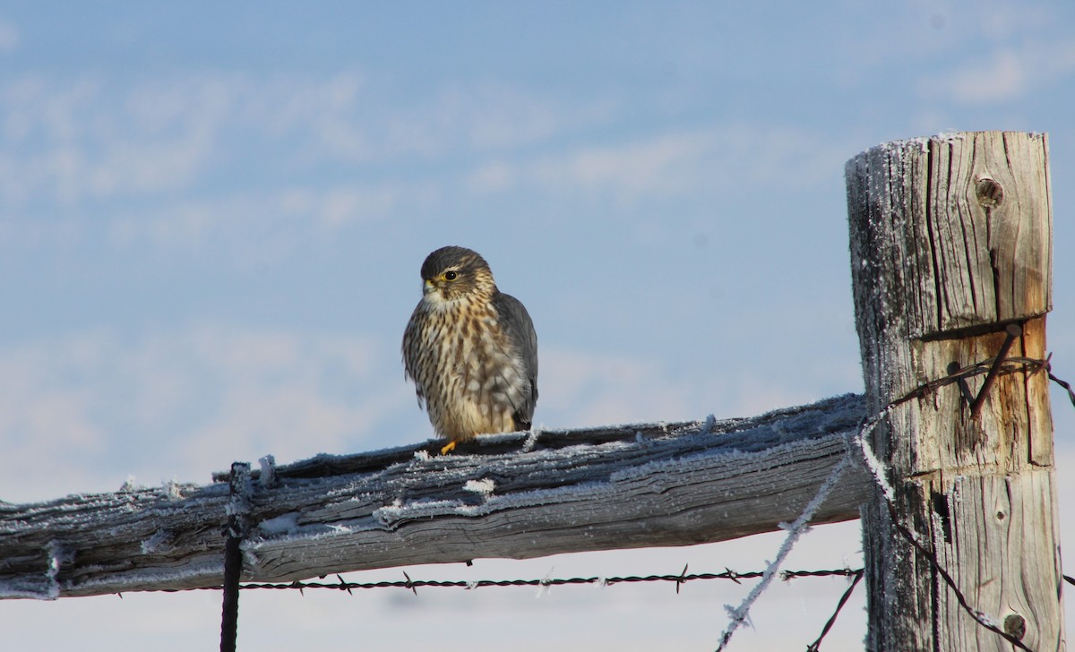 Merlin - Stephen Turner