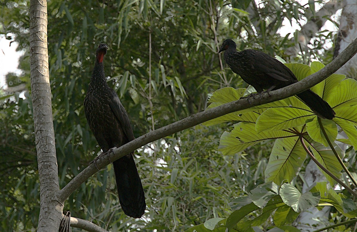 Dusky-legged Guan - ML453215011