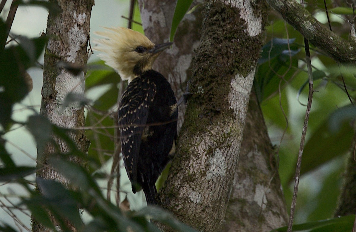 Blond-crested Woodpecker - ML453215301