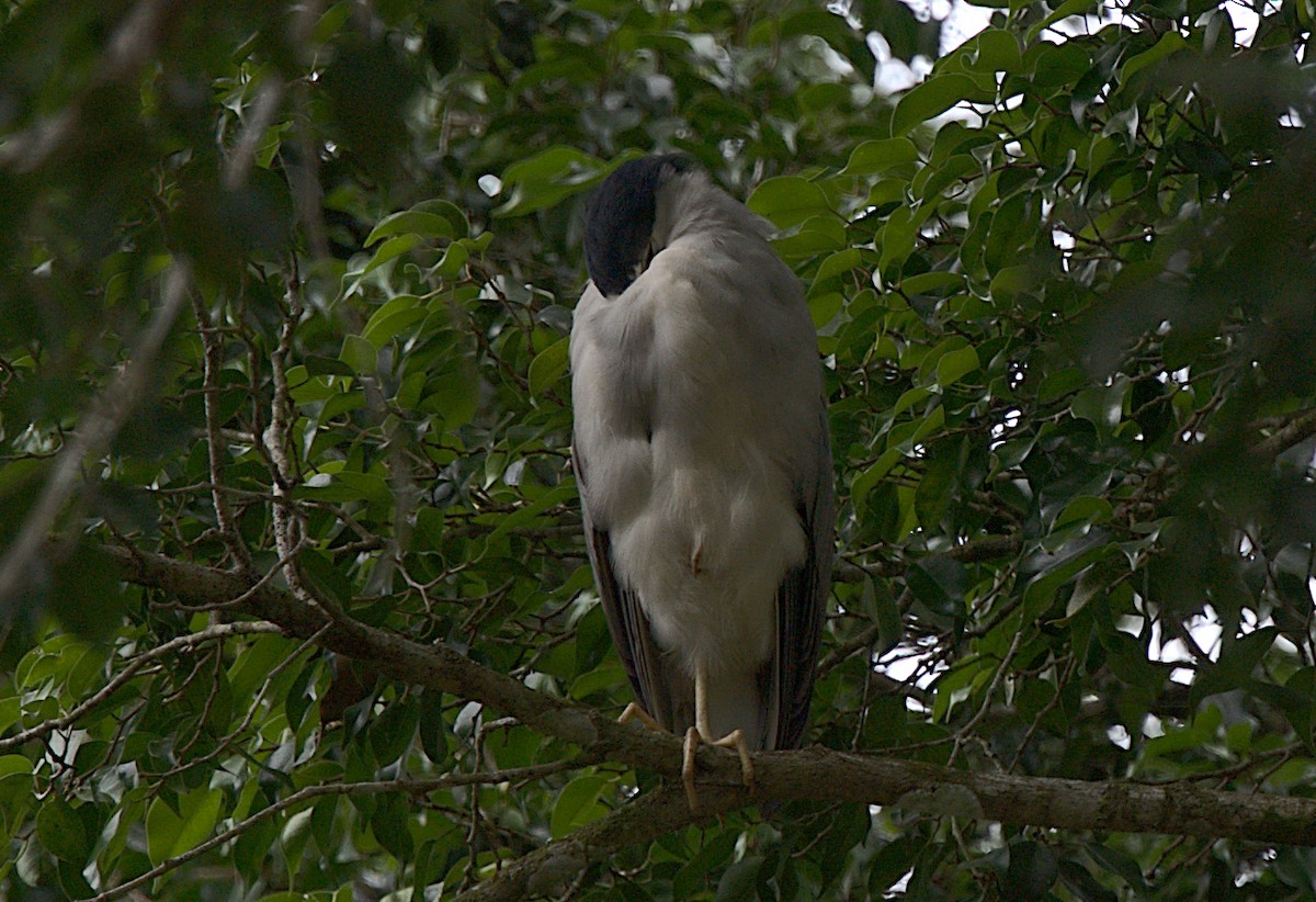 Black-crowned Night Heron - ML453215741