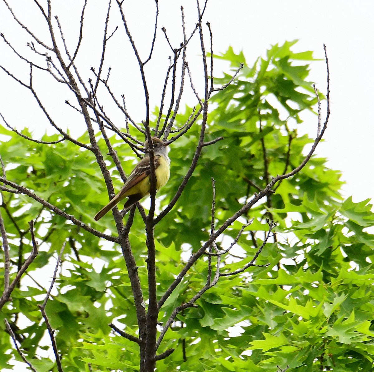 Great Crested Flycatcher - ML453215781