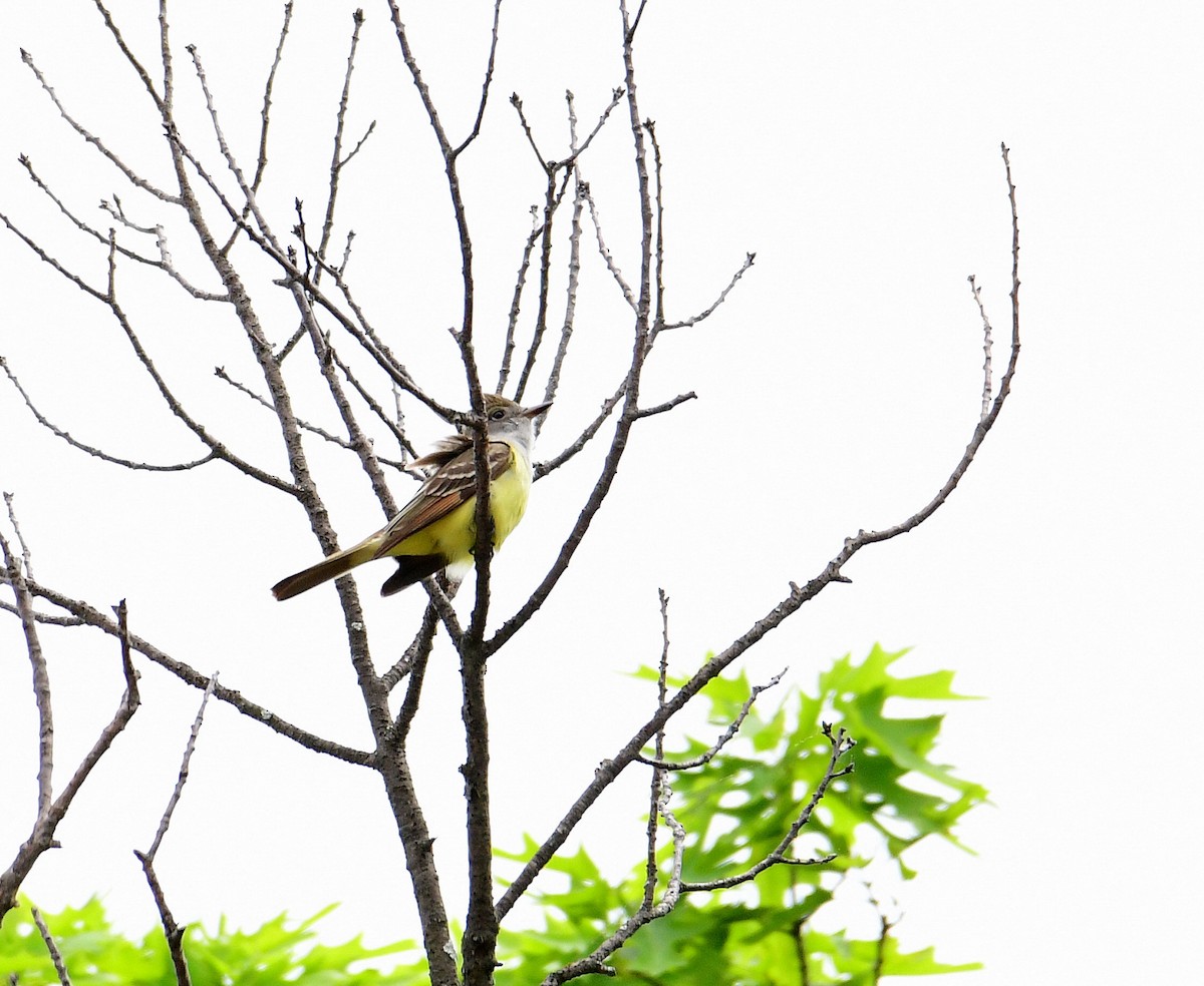 Great Crested Flycatcher - Eric Titcomb