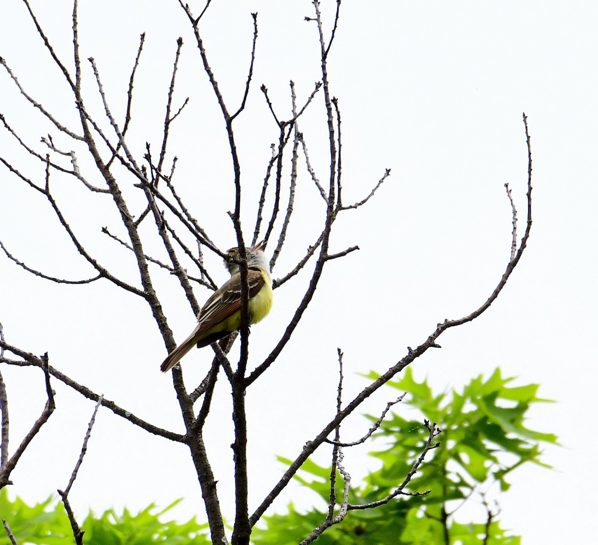 Great Crested Flycatcher - Eric Titcomb