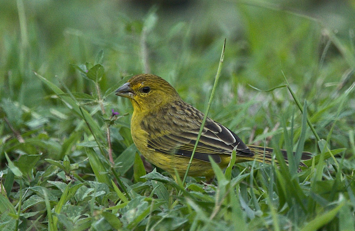 Saffron Finch - ML453215971